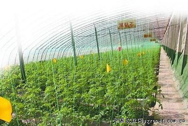 杭椒种植技术视频