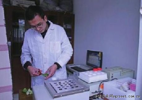 芋香冬瓜种植技术