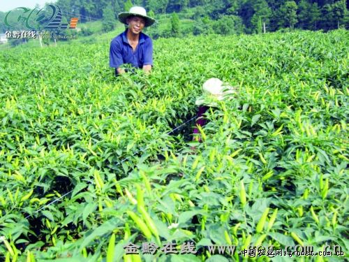 重庆铜梁252个大户种了10万亩蔬菜（图）