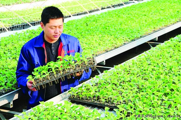 上海青育苗土需要施肥吗