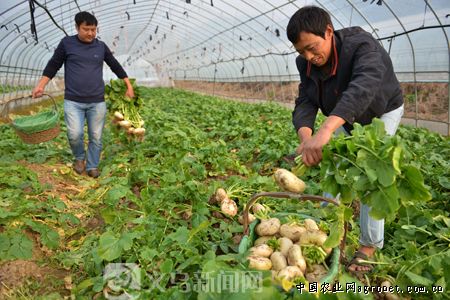 早大白土豆品种介绍