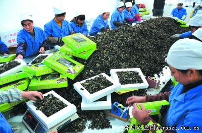 北京新三号白菜种植方法