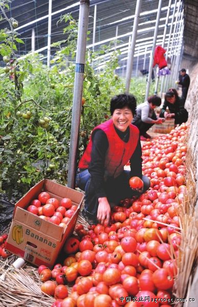 新疆和静县加工辣椒预计产值可达到3.79亿元