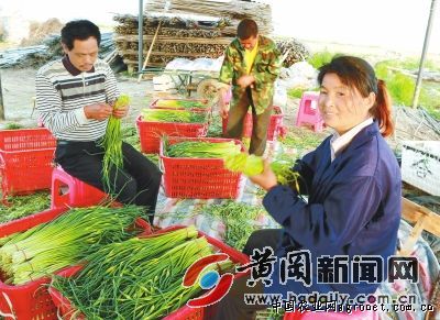 中国黄花菜产业网
