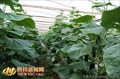 华南205木薯病虫害及防治