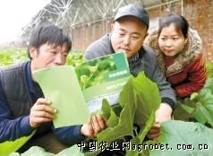 中豌6号豌豆市场下载