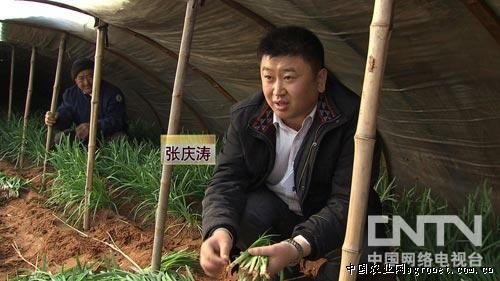 重庆茶树菇种植基地