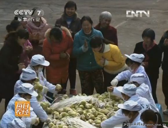 中国土豆产地