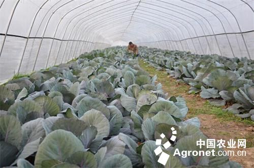 贵州水城：食用菌生态示范产业园投入生产