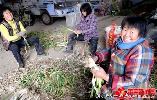 短裙竹荪种植方法