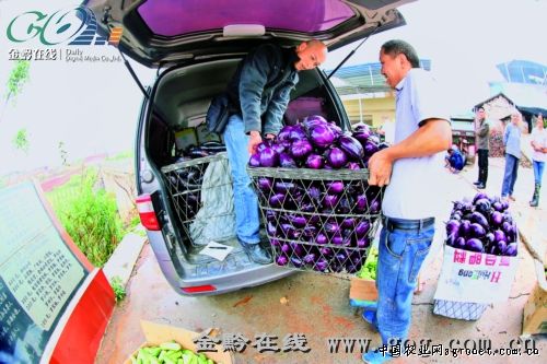 紫花四季豆批发市场