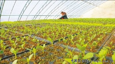 红叶香莴苣种植方法