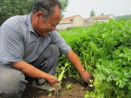 长寿仁豌豆贮藏方法