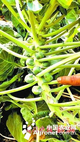 菠菜品种图片