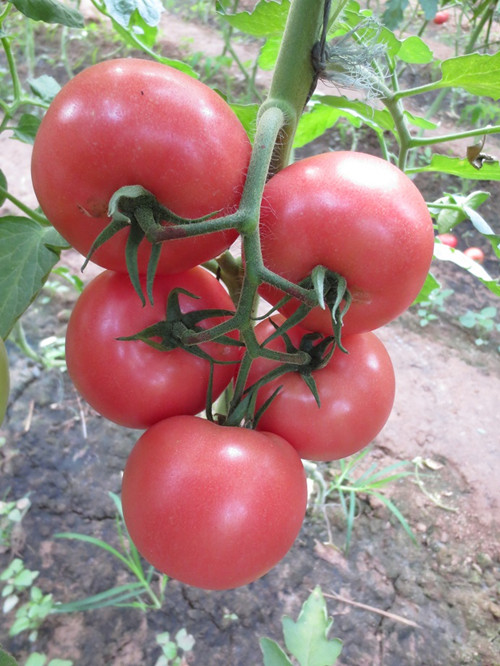 金冠西红柿种植技术