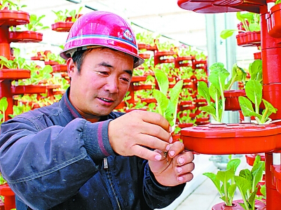 小白菜种植技术