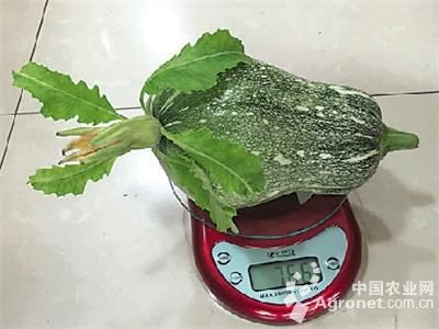 花椰菜的栽培种植技术