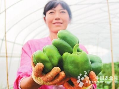 雪川土豆施肥技术