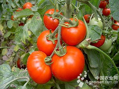 西红柿市场价格