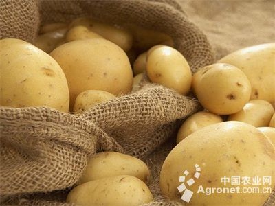 红薯种植过程怎样施肥