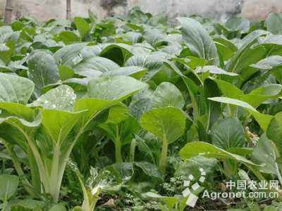 大白菜病虫害及防治