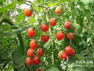 圣尼斯番茄种子品牌
