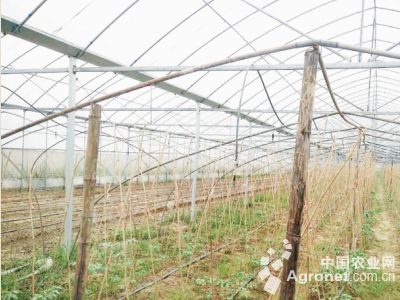 槟榔芋头种植技术与管理