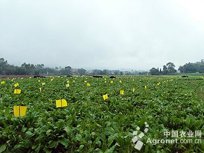 竹芋品种大全图片