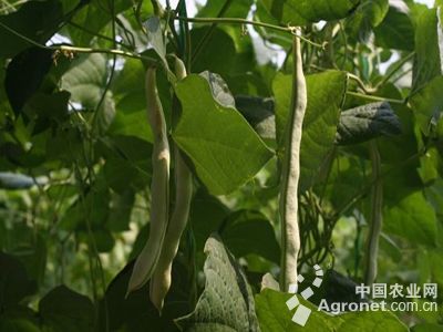 长寿仁豌豆种植时间套种