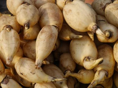 花皮菜豆市场价格