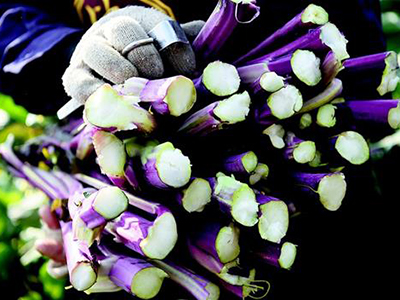 紫薯哪个品种好吃