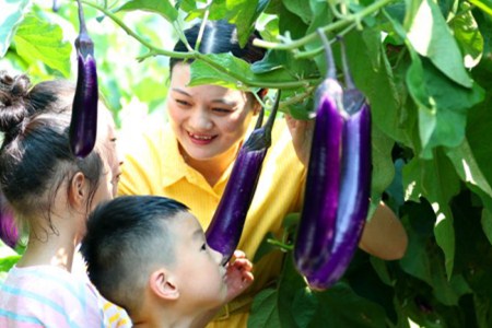 紫红豇豆种子公司