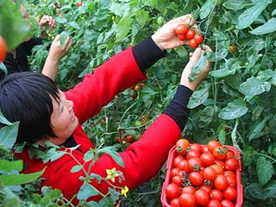 765长茄种植技术