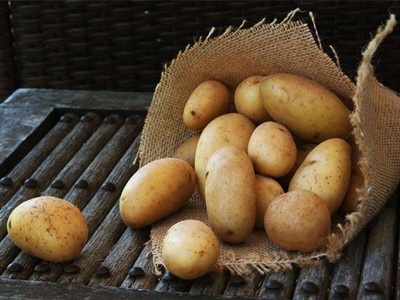 晋薯9号土豆市场价格