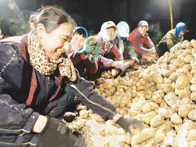 张溪芋头栽培技术