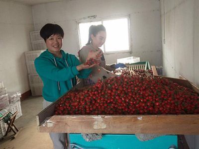 西红柿栽培技术与管理