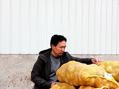 脆珑青晓白菜育种技术