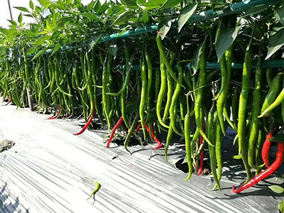 韩国线椒种植技术