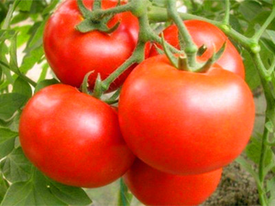瑞星西红柿种子价格