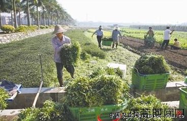 越南紫薯产地