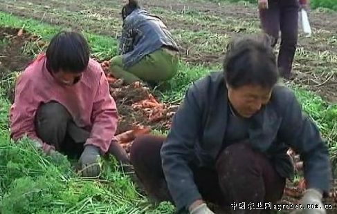 武汉5号莲藕种植技术