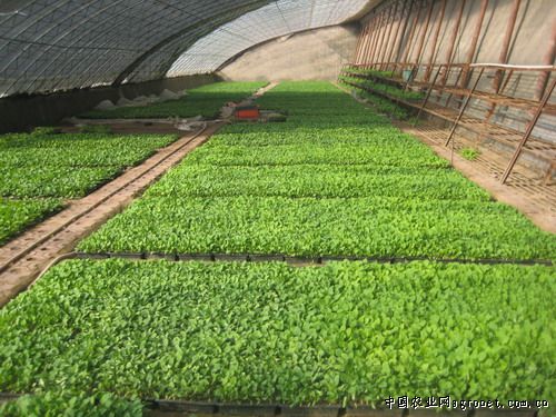蕨菜种子的种植技术