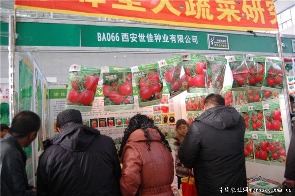 中华巨葱种子哪里卖