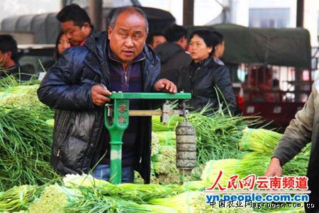 北京香椿芽价格