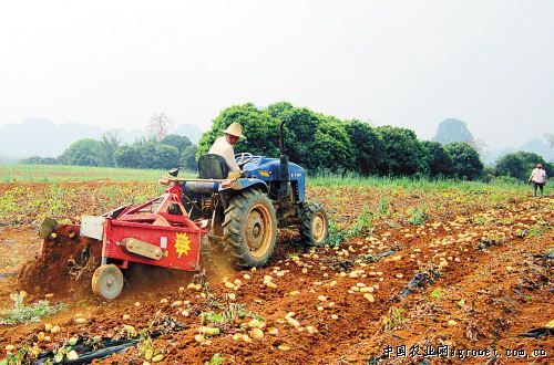 红根芹菜育种技术