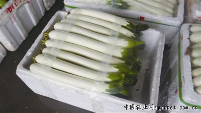 绿翡翠长豆角育苗技术