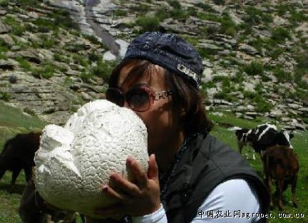 大球盖菇种植实施方案