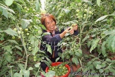 旱地西红柿育种技术