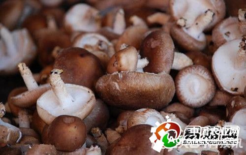 越南紫薯多少钱一斤