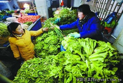 上海青油菜种植技术